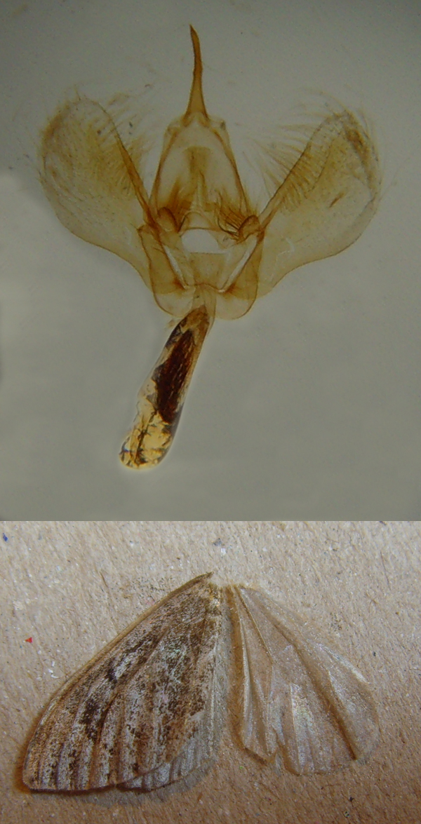 common carpet moth. Common Marbled Carpet (male)