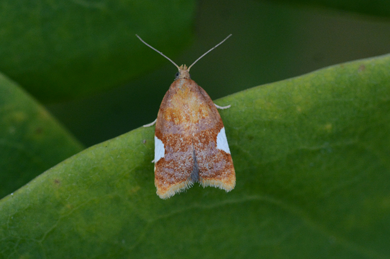 Acleris holmiana 