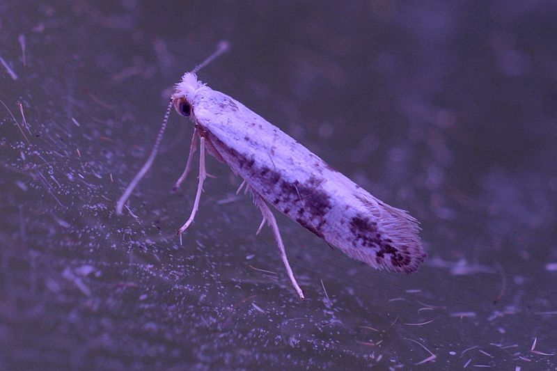 Argyresthia retinella