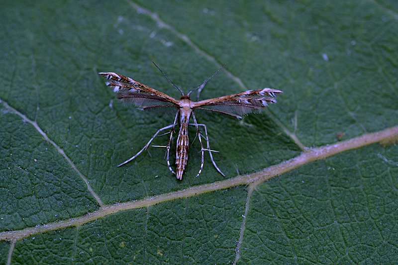 Buckleria paludum