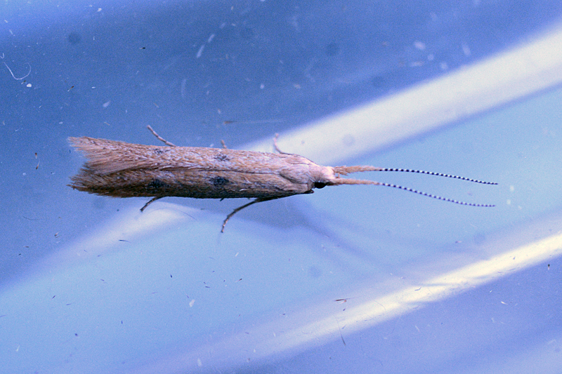 Coleophora salicorniae