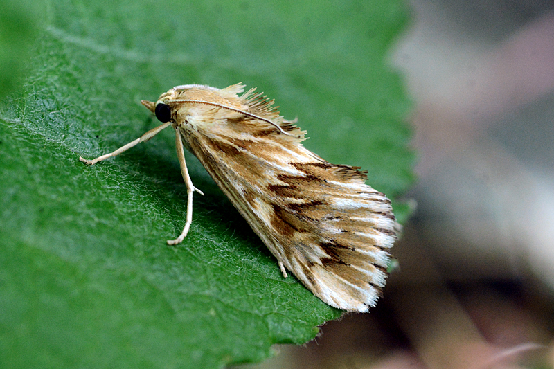 Cynaeda dentalis