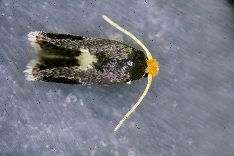 Ectoedemia intimella 