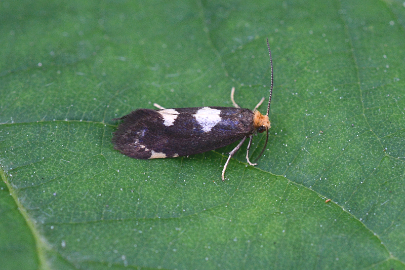 Incurvaria oehlmanniella