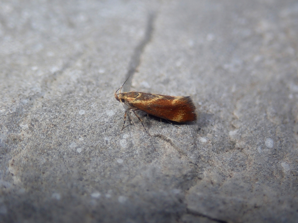 Metalampra italica 