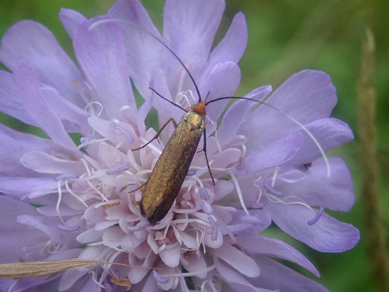 Nemophora metalica 