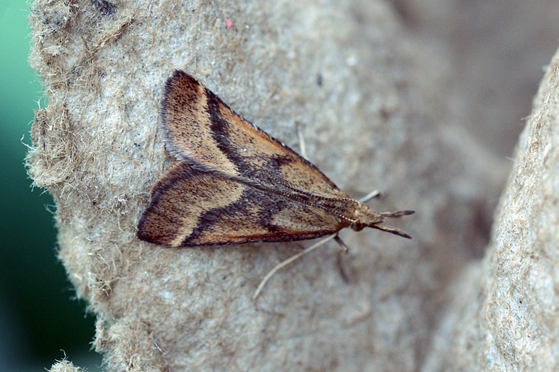 Synaphe punctalis