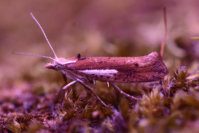 Ypsolopha parenthesella