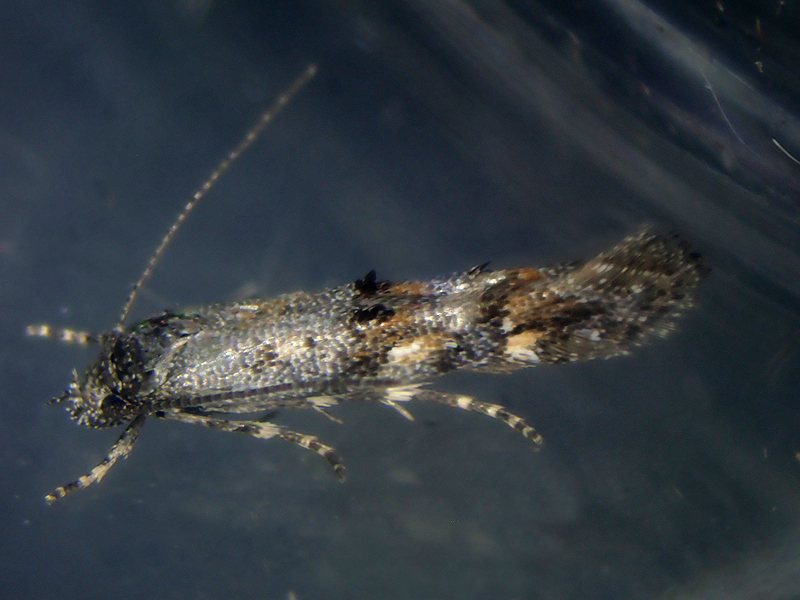 Mompha miscella 