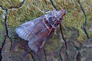 Trachycera Advenella 