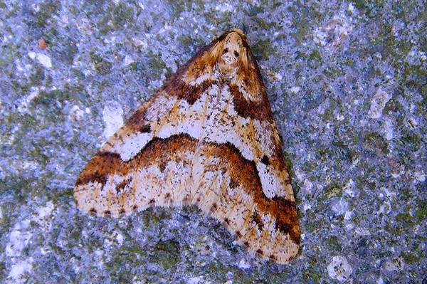 Mottled Umber