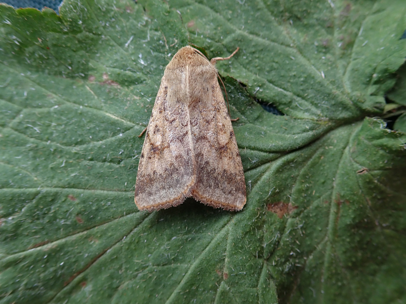 Scarce Bordered Straw 