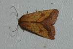 Bordered Sallow 