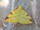 Brimstone Moth