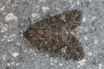 Cabbage Moth