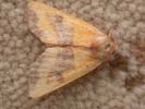 Centre-barred Sallow