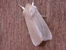 Common Wainscot 