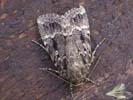 Copper Underwing 