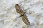 Cypress Pug