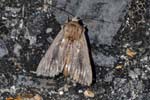 Devonshire Wainscot 