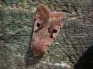 Hebrew Character