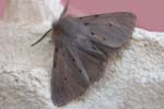 Muslin Moth 