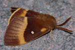 Oak Eggar 