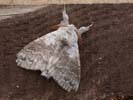 Pale Tussock 