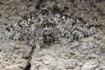 Peppered Moth