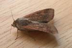 Scarce-bordered Straw