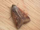 Scarce-bordered Straw