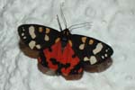 Scarlet Tiger 