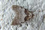 Short-cloaked Moth