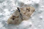 Silver-ground Carpet