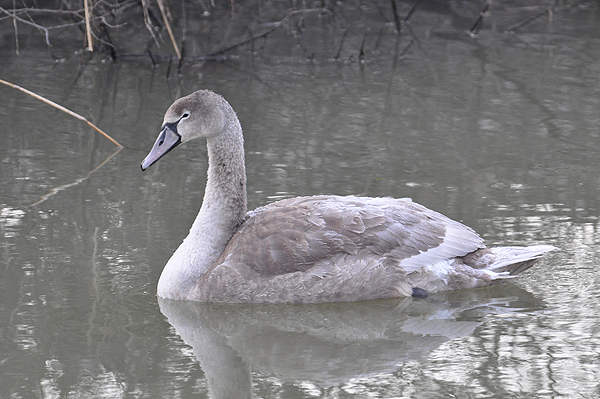 juvenile Mute Swan