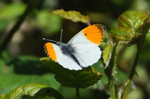 Orange-tip