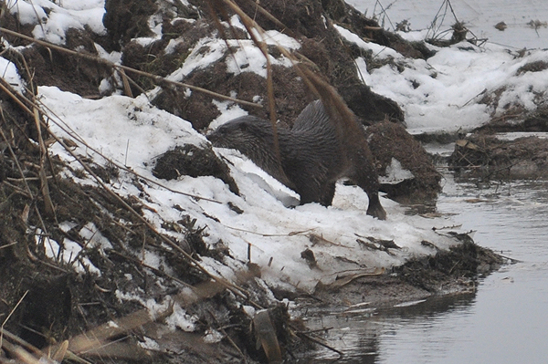 Otter