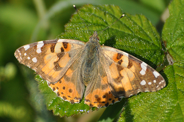 Painted Lady