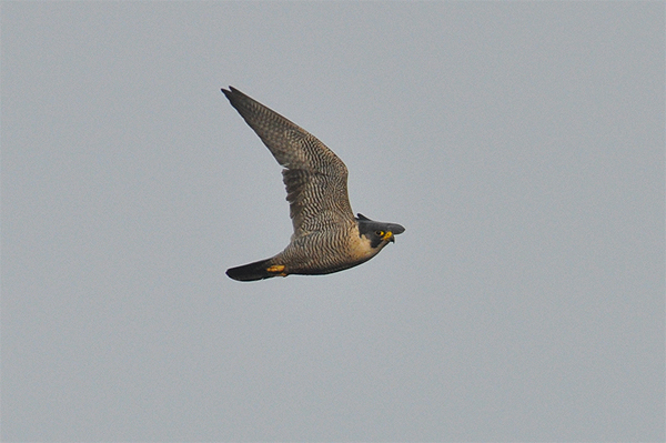 Peregrine