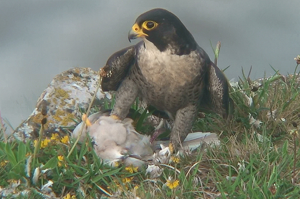 Peregrine photo