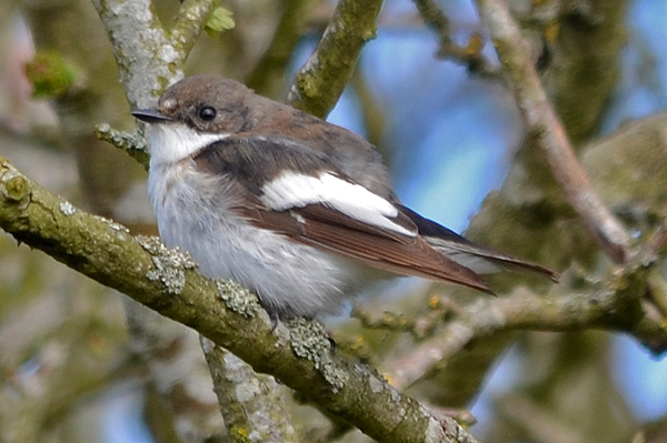 Pied Flycatcher