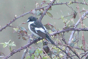 Pied Flycatcher