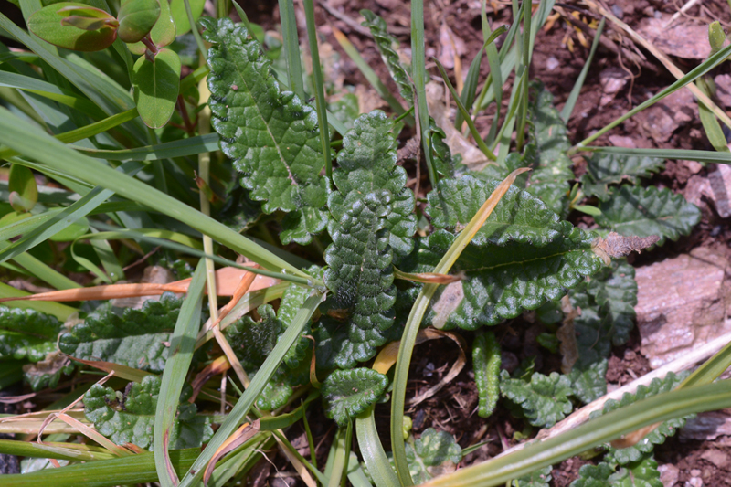 Stachys officinalis Betony