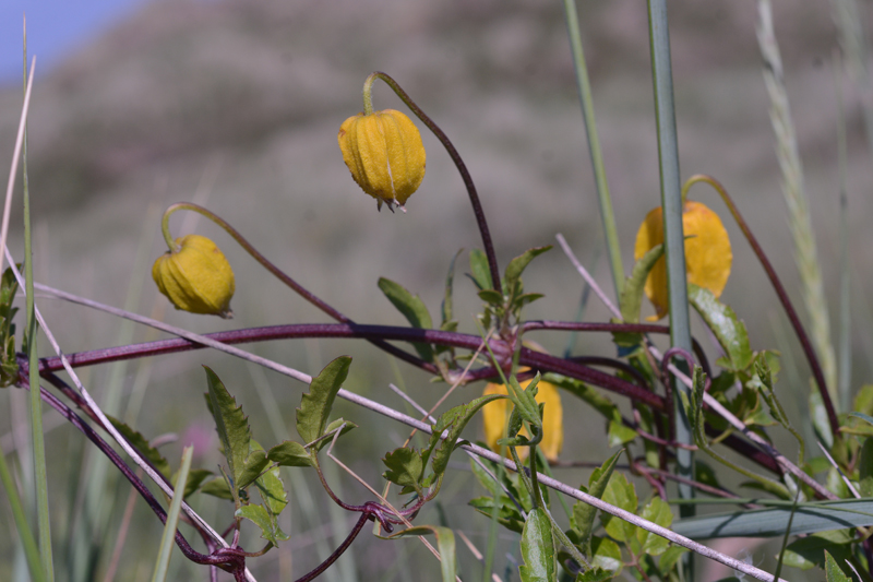 Clematis tangutica