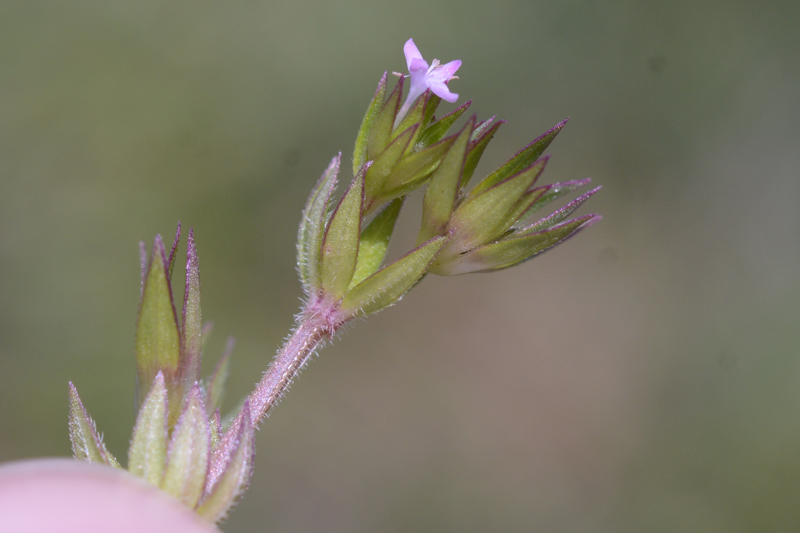 Field Madder Sherardia arvensis