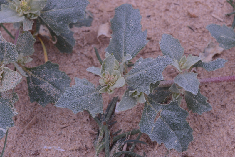 Frosted Orache Atriplex laciniata