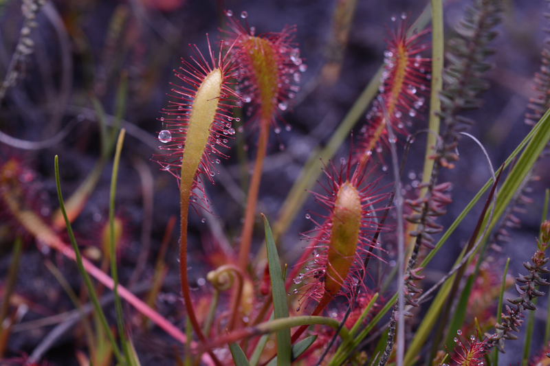 Great Sundew Drosera anglica