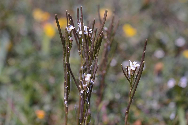 Hairy Rock-cress Arabis hirsuta