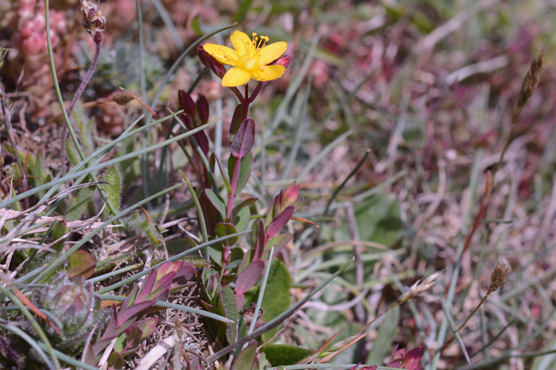 Creeping St John's Wort Hypericum calycinum 