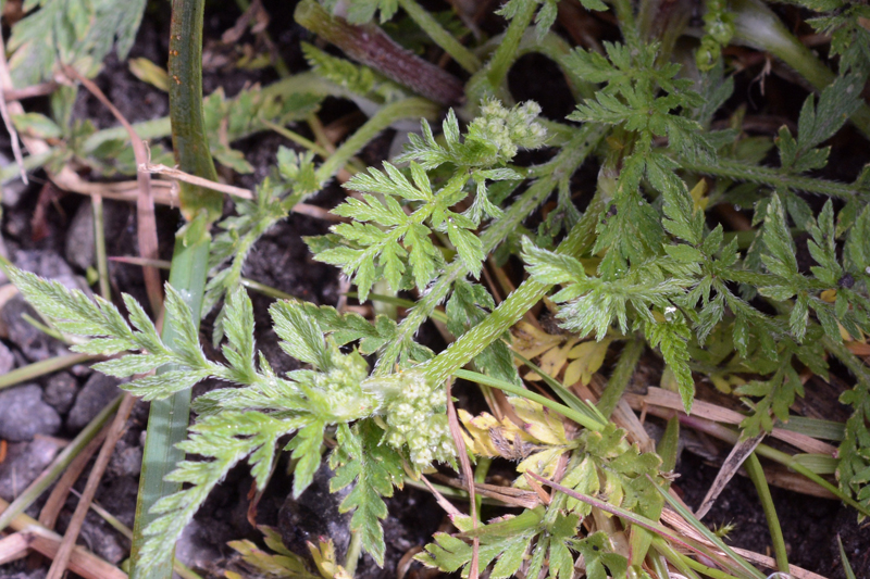 Knotted Hedge-harsley Torilis nodosa